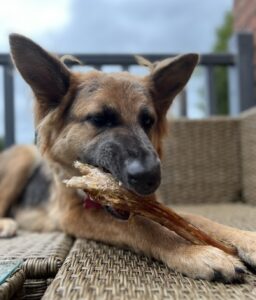 Crempog biting into a chicken leg